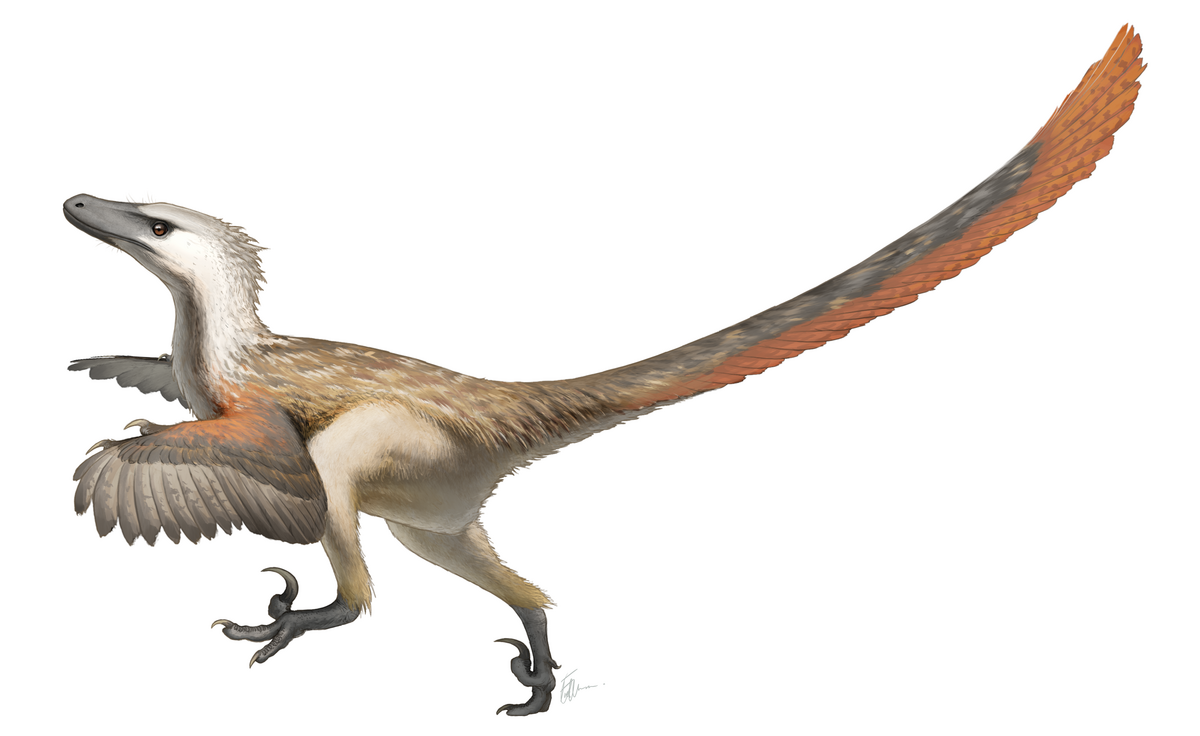 Archivo:Velociraptor Restoration.png - Wikipedia, la enciclopedia libre
