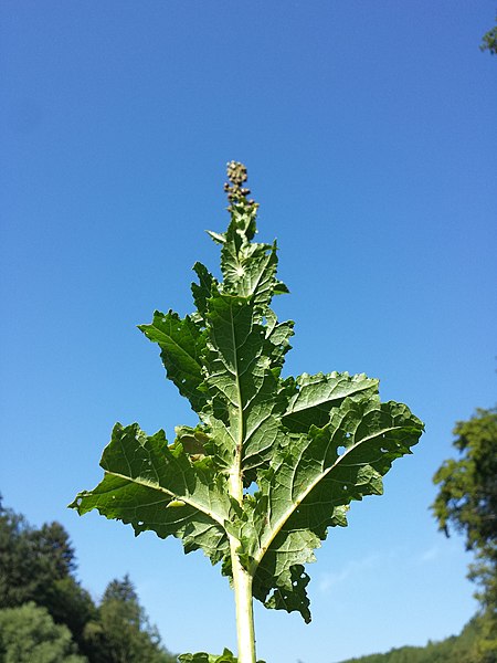 File:Verbascum blattaria sl15.jpg