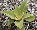 Verbascum epixanthinum