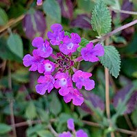 Argentinian Vervain