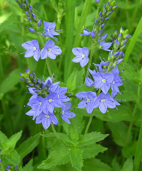 File:Veronica teucrium.JPG