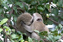 Vervet monkeys behave in ways that imply kin selection. Vervet Monkeys (3448498958).jpg