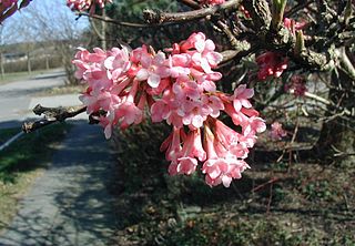 <i>Viburnum farreri</i> Species of flowering plant