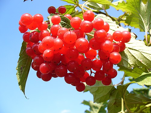 European Cranberrybush