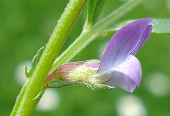 <center>Vicia lathyroides</center>