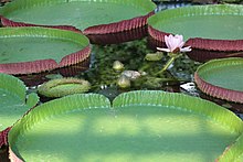 Victoria amazonica, general view (Kobe Kachoen).jpg