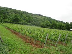 Besançon szőlőültetvény 027.jpg