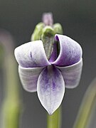 Viola maviensis
