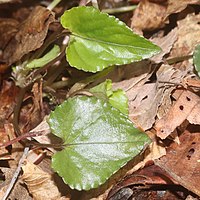 茎葉の表面は濃緑色で、やや厚く光沢があり、基部は深い心形