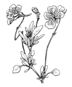 Viola valderia