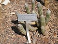 Visit in Cactus garden (Holon) 64.jpg