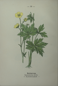 Plate 18 Ranunculus acris