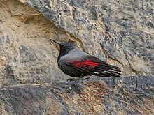 Wallcreeper (Tichodroma muraria) (27844633078) (cropped).jpg