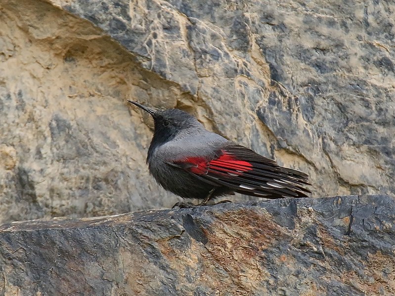 File:Wallcreeper (Tichodroma muraria) (27844633078) (cropped).jpg