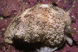 Pleurobranchaea bubala
