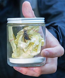 A wasp placed in a killing jar atop crumpled legal pad paper Wasp in a killing jar - DSC 0066-16 (28872434054).jpg