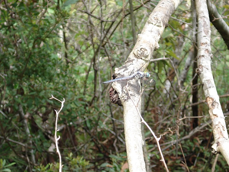 File:Weeks Bay National Estuarine Research Reserve-3.jpg