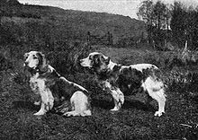 "Una fotografía en blanco y negro de un perro en dos poses de perfil, uno de pie y el otro sentado".