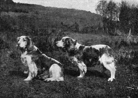 Ch. Corrin, a show dog owned by Mr A.T. Williams, photographed in two poses in 1903.