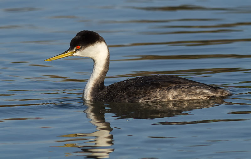 File:Western Grebe (Aechmophorus occidentalis) IV.jpg