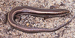 Western Skink