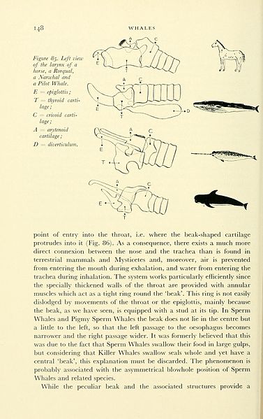 File:Whales (Page 148) BHL11259728.jpg