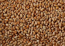 Wheat grain.jpg