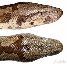 Whitaker's sand boa Eryx whitakeri by Ashahar alias Krishna Khan.jpg