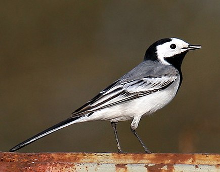 Ce dimanche 19 juin - rando des Bergeronnettes 435px-White-Wagtail