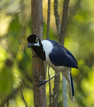<span class="mw-page-title-main">White-tailed jay</span> Species of bird