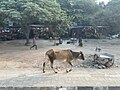 Une vache dans les rues de New Delhi