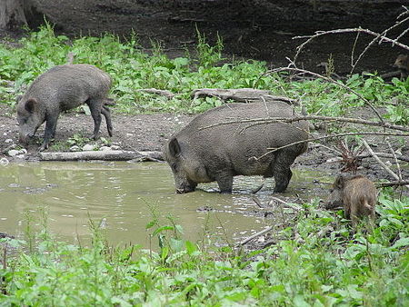 Wildschweine Josefslust