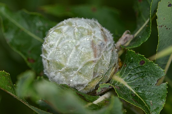 Willow Pinecone Gall (Rabdophaga strobiloides)