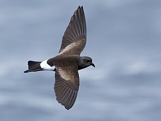 <span class="mw-page-title-main">Wilson's storm petrel</span> Species of bird