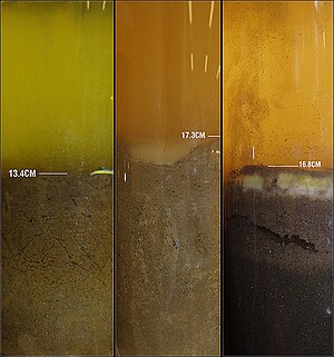 This picture depicts the initial appearance of three different Winogradsky columns. They are soil and water samples from a river, the later two columns have been modified with phosphate, nitrate, sulfur and oxygen additives. These additions promote the growth of various bacteria specific to the anaerobic and aerobic regions of the column. Winogradsky Week1.jpg