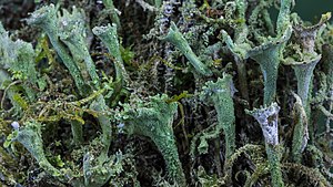 25. Platz: Andreas Weith mit Echte Becherflechte (Cladonia pyxidata) auf Totholz und im Bodenbereich im Wurzacher Ried