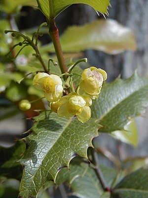 × Mahoberberis aquisargentii