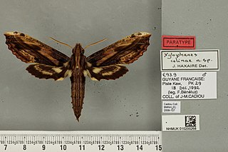 <i>Xylophanes colinae</i> Species of moth