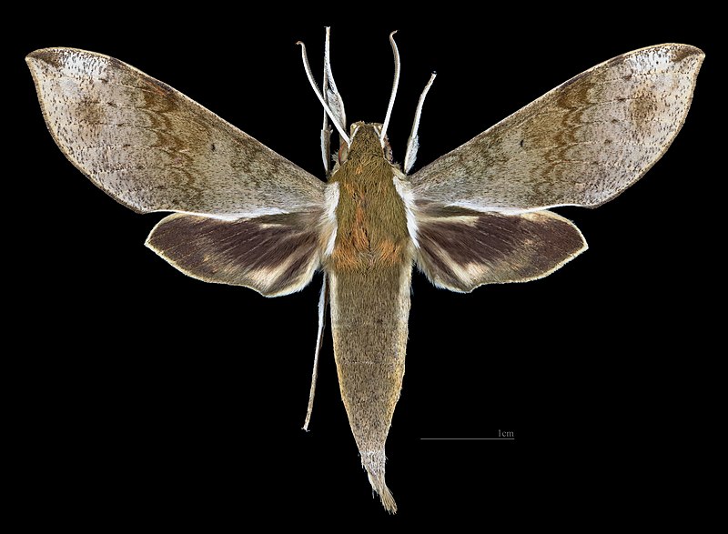 File:Xylophanes schausi MHNT CUT 2010 0 357 Tingo Maria Peru male dorsal.jpg