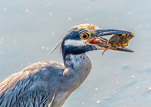 Yellow-crowned night heron about to swallow a crab