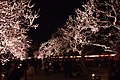 偕楽園・夜梅祭（茨城県水戸市）