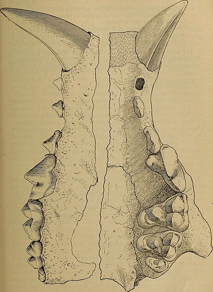 File:Ysengrinia americana jaw.jpg