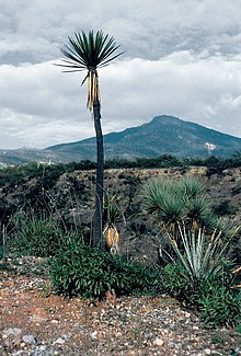 Yucca mixtecana fh 0380 MEX B.jpg 