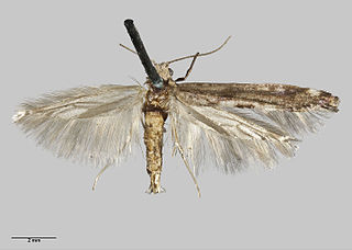 <i>Zelleria maculata</i> Species of moth