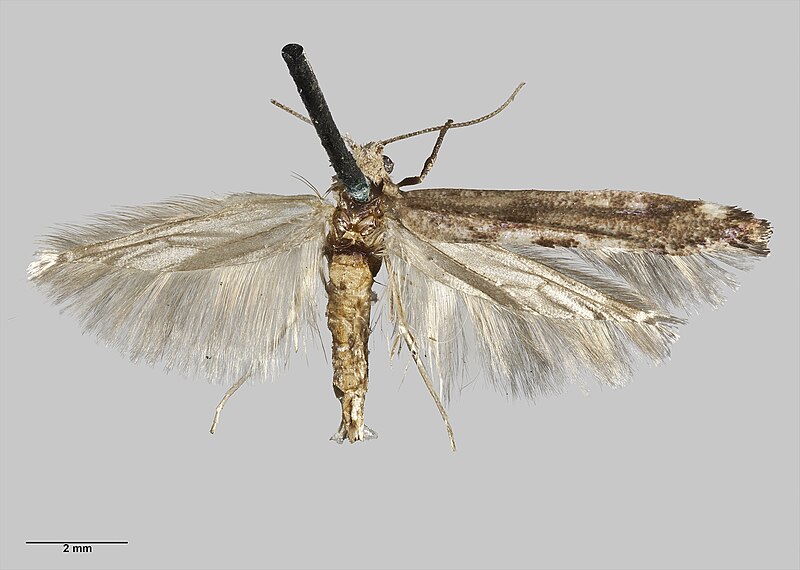 File:Zelleria maculata (Philpott, 1930) AMNZ21824.jpg