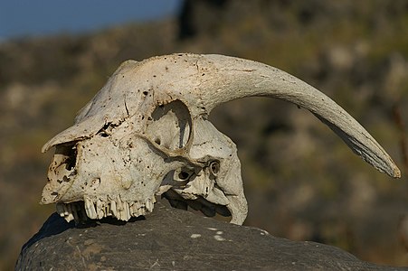 Goat skull