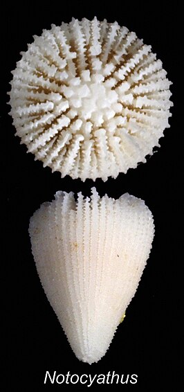 Notocyathus venustus