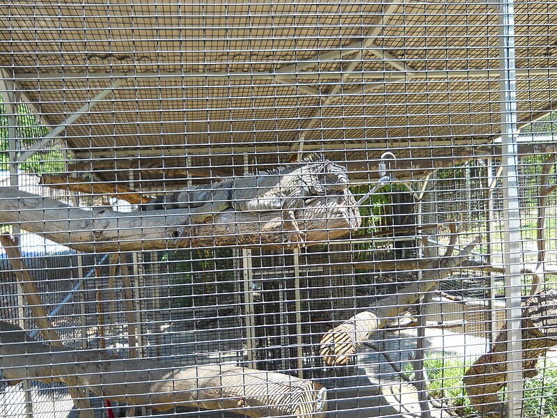 File:Zoo Iguana.jpg