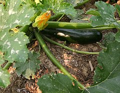 Zucchini fruit and spent flower on plant