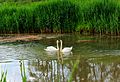 * Nomination: Two swans (Cygnus olor) on the river Black Elster, Kahla, Germany.--Leibnitz2610 19:12, 1 June 2012 (UTC) * * Review needed